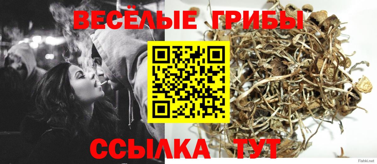 Псилоцибиновые грибы Cubensis  Псилоцибиновые грибы Psilocybe  Аргун 
